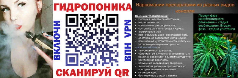 Конопля сатива  Наволоки 